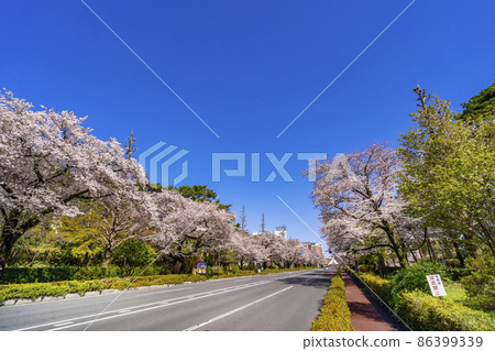 國立大學大道的風景・一排盛開的櫻花樹通往修復後的三角形屋頂舊車站大樓（2021年3月） 86399339