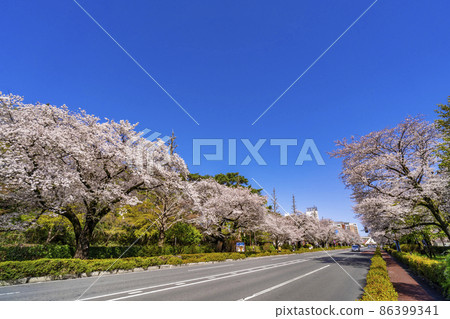 國立大學大道的風景・一排盛開的櫻花樹通往修復後的三角形屋頂舊車站大樓（2021年3月） 86399341
