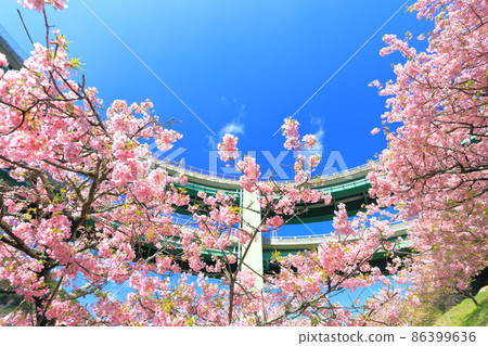 [Shizuoka Prefecture] Kawazu Nanadaru Loop Bridge and Kawazu Sakura in full bloom 86399636
