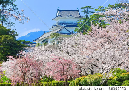 [神奈川縣]晴空下小田原城天守閣和盛開的櫻花 86399650