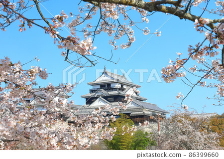 [Ehime Prefecture] Matsuyama Castle castle tower with cherry blossoms in full bloom 86399660