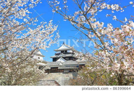 [愛媛縣]櫻花盛開的松山城天守閣 86399664
