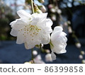 Cherry tree in full bloom  86399858