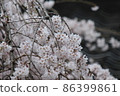Cherry tree in full bloom  86399861