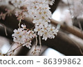 Cherry tree in full bloom  86399862