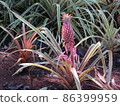 Pineapple fruit 86399959