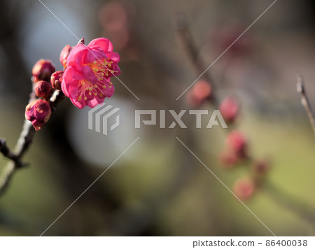 在冬天開花的梅“Yaekankou” 86400038