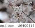 Cherry tree in full bloom  86400415