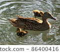 A mother and her ducklings swimming in a pond 86400416