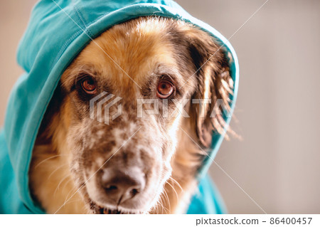 Big dog wearing bright blue hood Big dog wearing bright blue hood 86400457