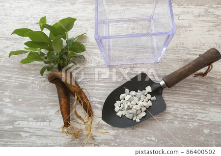 榕樹補植水培及根腐病抑製劑圖片 86400502