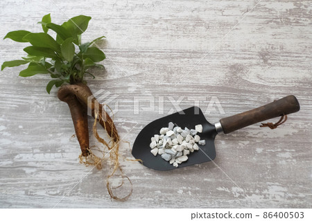 榕樹補植水培及根腐病抑製劑圖片 榕樹補植水培及根腐病抑製劑圖片 86400503