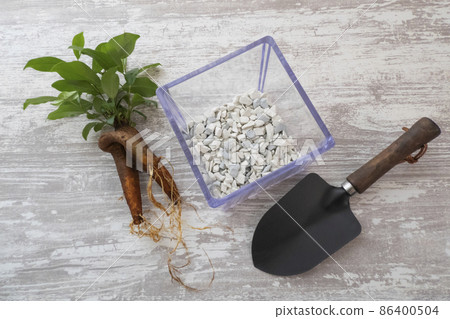 Image of replanting hydroponics of banyan tree and root rot inhibitor Image of replanting hydroponics of banyan tree and root rot inhibitor 86400504