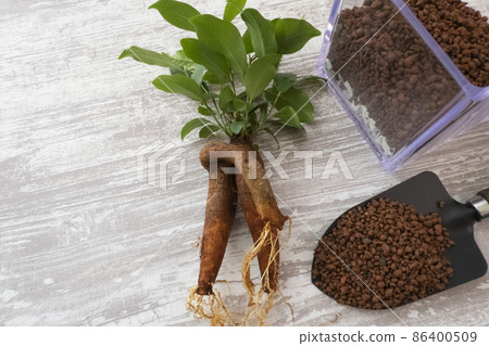 Replanting image of hydroponics of banyan tree and hydroball Replanting image of hydroponics of banyan tree and hydroball 86400509