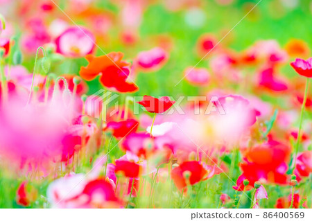 Early summer poppy field in full bloom [Nagano Prefecture] 86400569