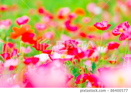 Early summer poppy field in full bloom [Nagano Prefecture] 86400577