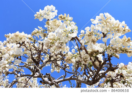The buds flutter in the light of a warm day The buds flutter in the light of a warm day 86400638