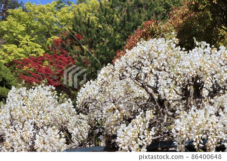 紫藤花是日本古代的花 86400648