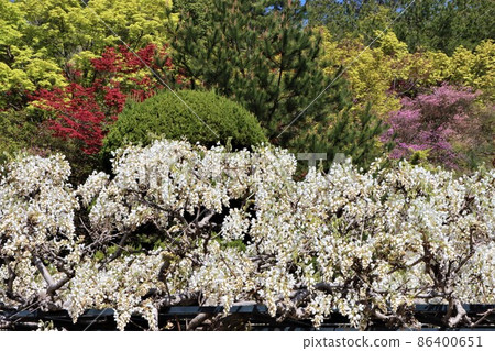 即使在公園裡也很顯眼的白色紫藤架子 即使在公園裡也很顯眼的白色紫藤架子 86400651