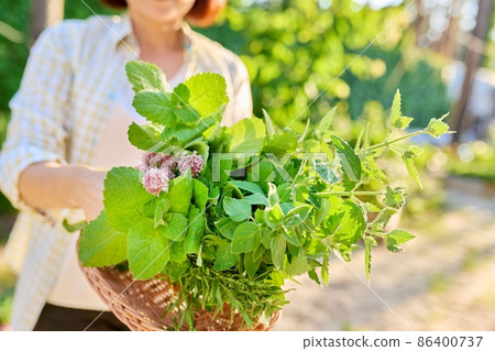 Woman holding in her hands fresh spicy aromatic herbs mint, lemon balm, rosemary, thyme. Woman holding in her hands fresh spicy aromatic herbs mint, lemon balm, rosemary, thyme. 86400737