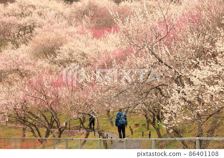 高雄梅村。 高雄梅村。 86401108