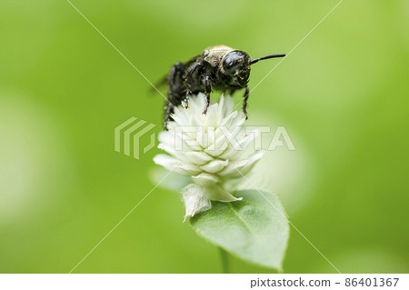 Carpenter bees are bee-shaped insects. They differ in that they are bigger, black, and have hair covering their body. 86401367