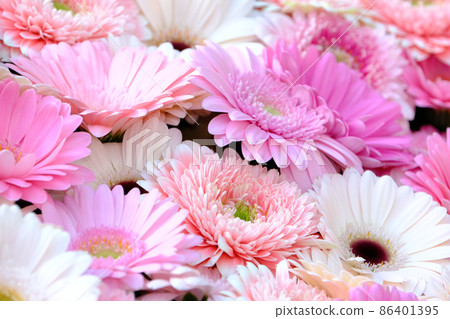Gerbera Gerbera 86401395