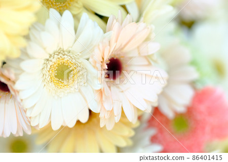 Gerbera Gerbera 86401415