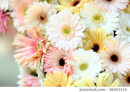 Gerbera 86401416
