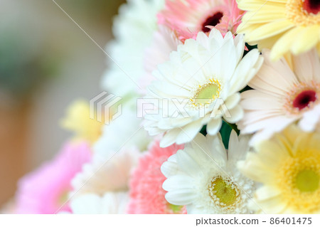Gerbera Gerbera 86401475