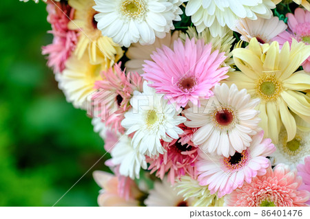 Gerbera Gerbera 86401476