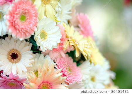 雛菊 86401481