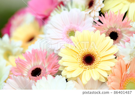 雛菊 雛菊 86401487