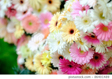 Gerbera 86401489