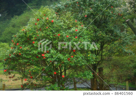 Izu Oshima Tsubakien 86401560