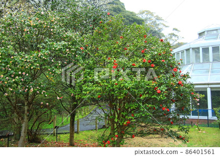 Izu Oshima Tsubakien 86401561