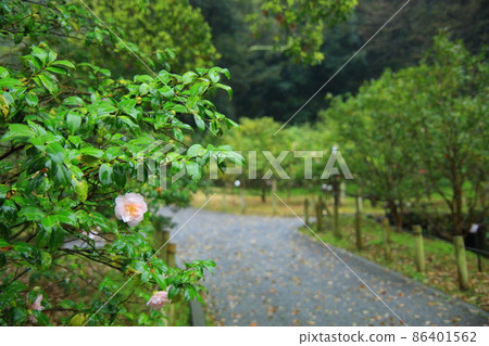 Izu Oshima Tsubakien 86401562