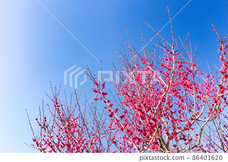 Ogose Umebayashi, Ogose Town, Saitama Prefecture 86401620