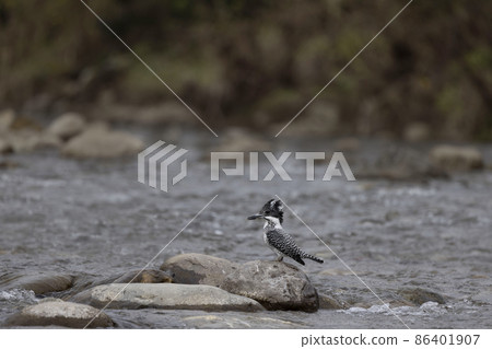 Crested Kingfisher on rock, Megaceryle lugubris, Uttarakhand, India 86401907
