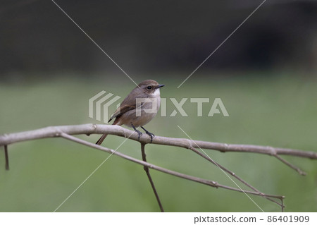 Grey Bush Chat, Saxicola ferreus, female, Uttarakhand, India Grey Bush Chat, Saxicola ferreus, female, Uttarakhand, India 86401909