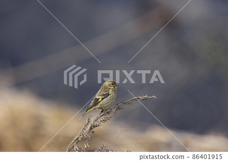 Yellow-breasted Greenfinch, Chloris spinoides, juvenile, Uttarakhand, India Yellow-breasted Greenfinch, Chloris spinoides, juvenile, Uttarakhand, India 86401915