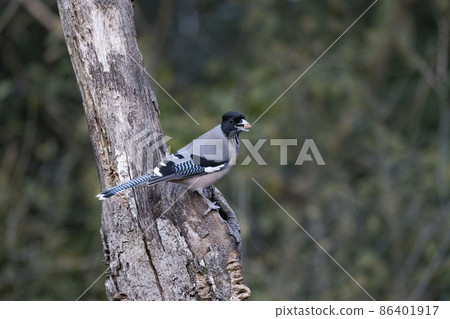 Black-headed Jay, Garrulus lanceolatus, Uttarakhand, India Black-headed Jay, Garrulus lanceolatus, Uttarakhand, India 86401917