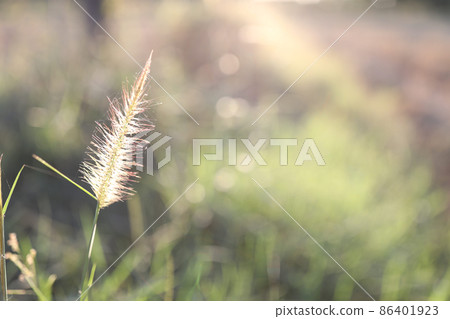 Desho grass closeup with sunlight 86401923