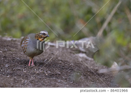 Hill Partridge, Arborophila torqueola, Uttarakhand, India 86401966