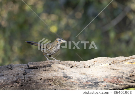 Rufous-chinned Laughingthrush, Ianthocincla rufogularis, Uttarakhand, India 86401968