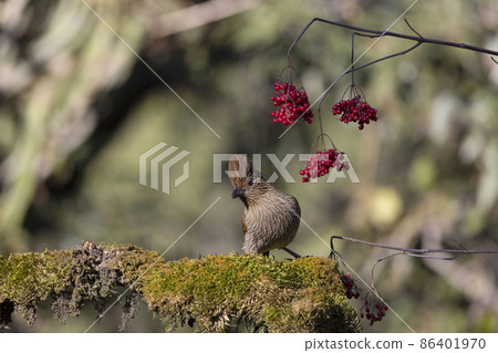 Striated Laughingthrush, Grammatoptila striatus, Uttarakhand, India 86401970