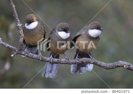 White-throated Laughingthrush, Pterorhinus albogularis, Uttarakhand, India 86401971