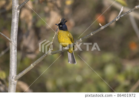 Black-crested Bulbul, Rubigula flaviventris, Uttarakhand, India 86401972