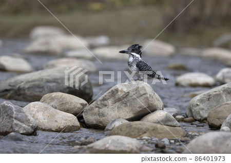 Crested Kingfisher, Megaceryle lugubris, Uttarakhand, India 86401973