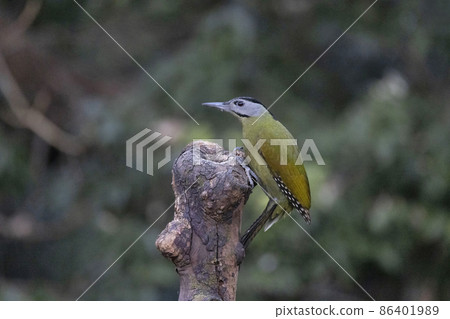 Grey-headed Woodpecker, Picus canus, Uttarakhand, India 86401989